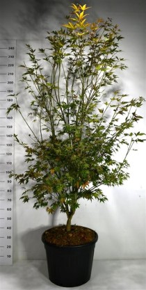 Acer pal. 'Atropurpureum'