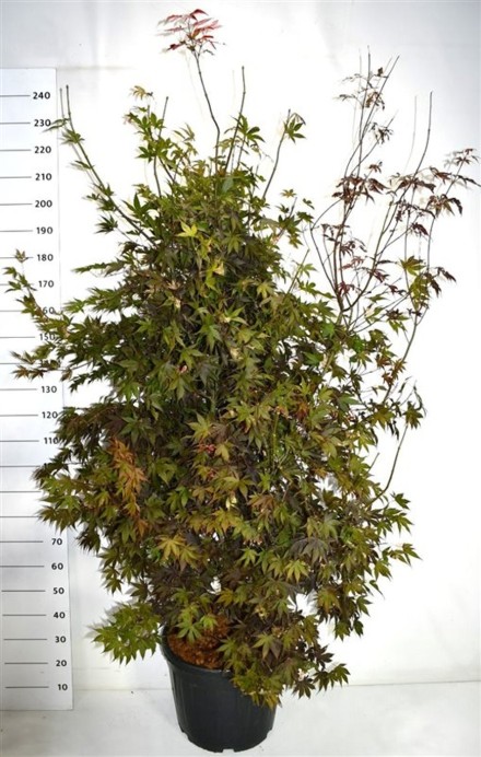 Acer pal. 'Bloodgood'