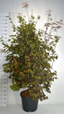 Acer pal. 'Bloodgood'