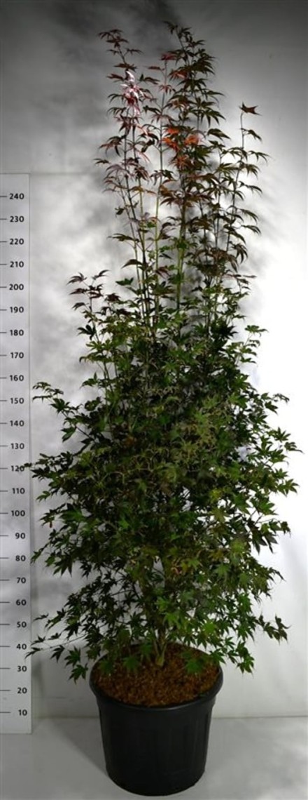 Acer pal. 'Bloodgood'