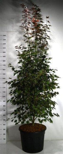 Acer pal. 'Bloodgood'