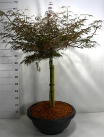 Acer pal. 'Firecracker'