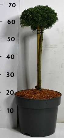 Abies k. 'Kristallkugel'