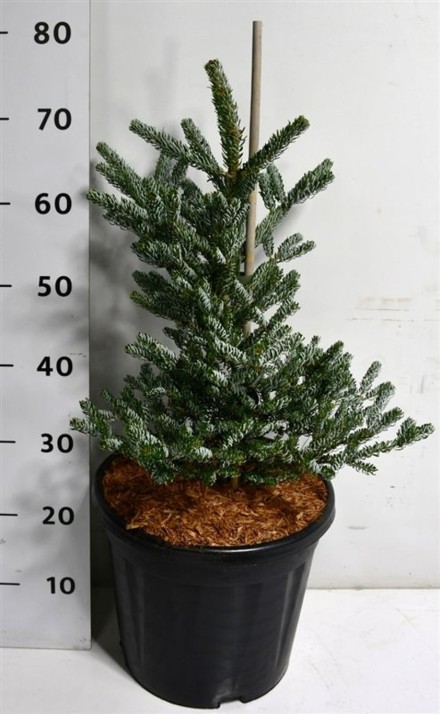 Abies koreana 