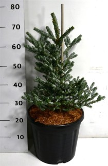 Abies koreana 
