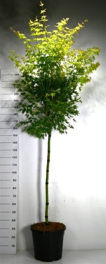 Acer pal. 'Orange Dream'