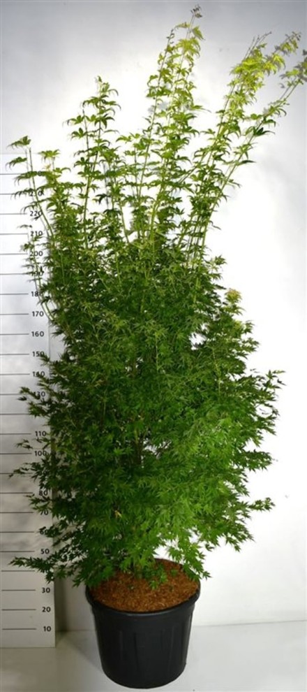 Acer pal. 'Orange Dream'