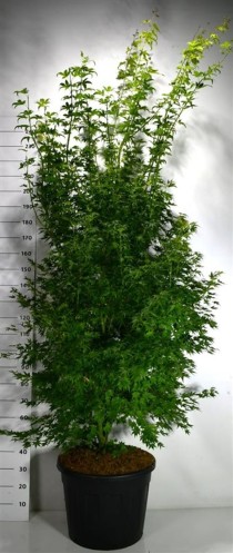 Acer pal. 'Orange Dream'