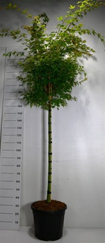 Acer pal. 'Sangokaku'