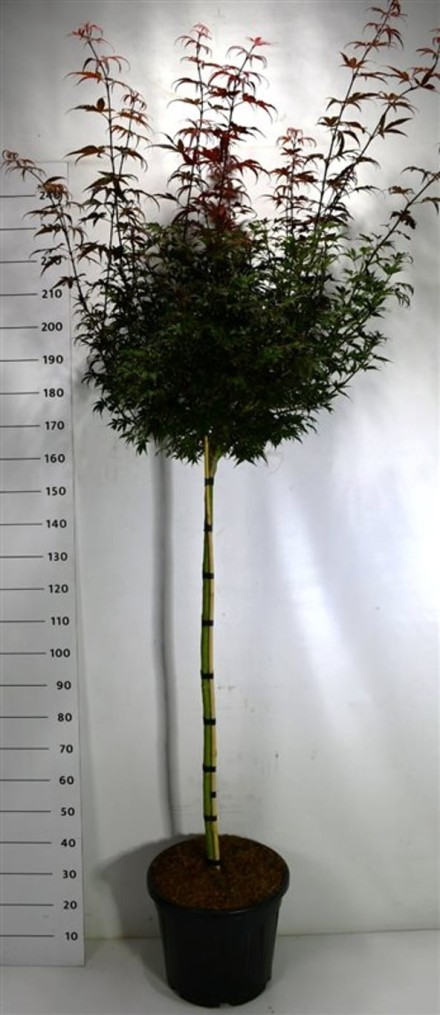 Acer pal. 'Skeeter's Broom'