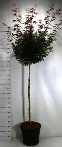 Acer pal. 'Skeeter's Broom'