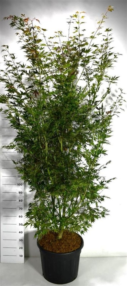 Acer pal. 'Sumi-nagashi'