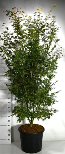 Acer pal. 'Sumi-nagashi'