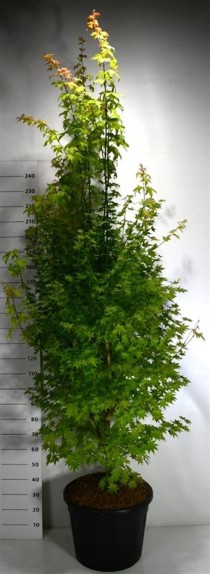 Acer pal. 'Summer Gold'