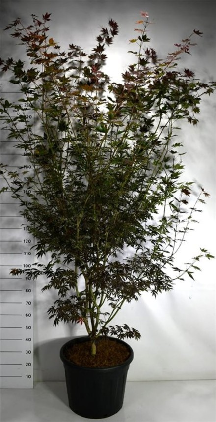 Acer pal. 'Trompenburg'