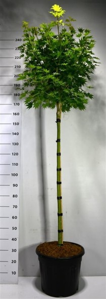 Acer shirasawanum 'Jordan'