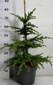 Cedrus libani 'Saphire Nymph