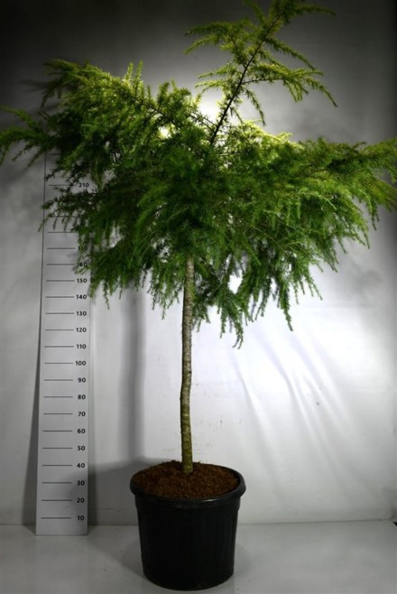 Cedrus deod. 'Golden Horizon'