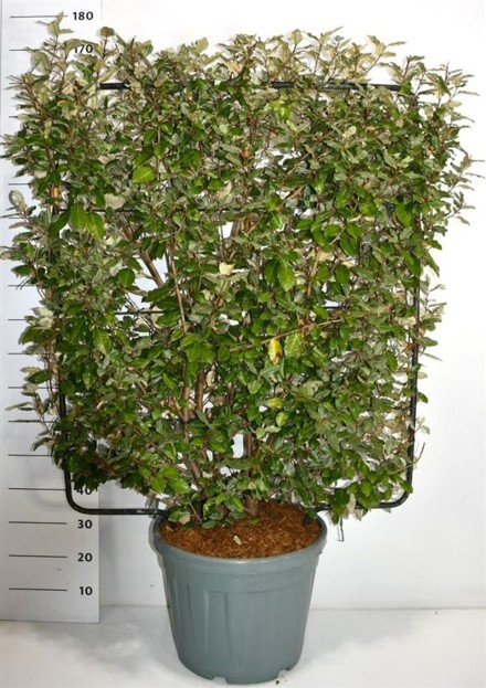 Elaeagnus ebbingei