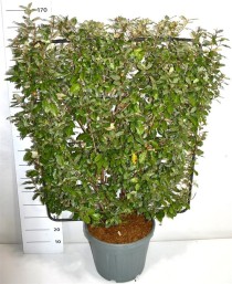 Elaeagnus ebbingei
