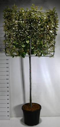 Elaeagnus ebb. 'Compacta'