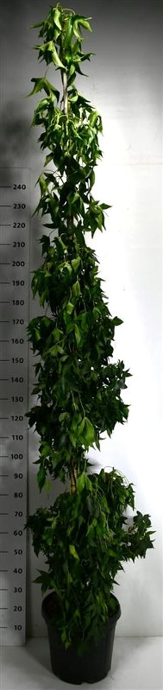 Liquidambar s. 'SlenderSilhouette'