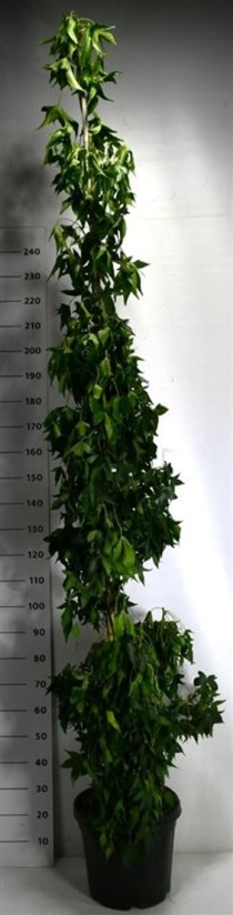 Liquidambar s. 'SlenderSilhouette'