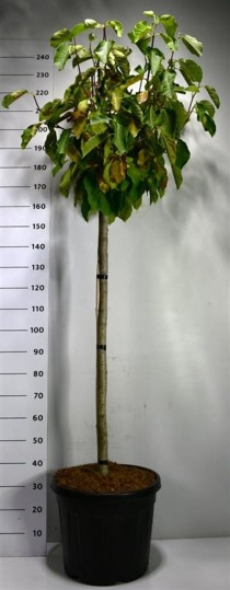 Magnolia 'Butterfly'