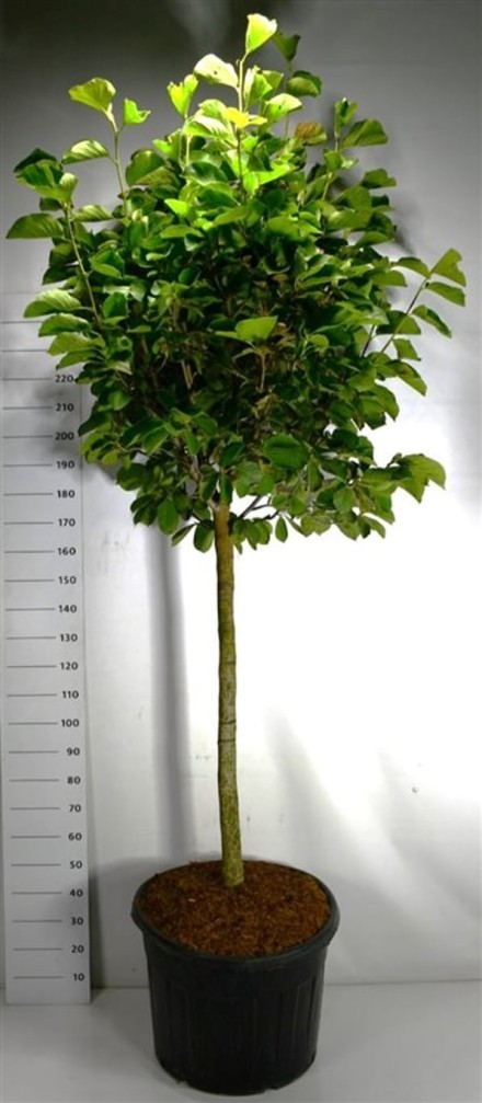 Magnolia dendata 'Yulan'