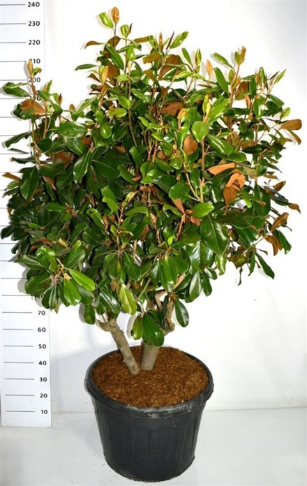 Magnolia grand. 'Goliath'