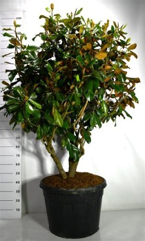 Magnolia grand. 'Goliath'