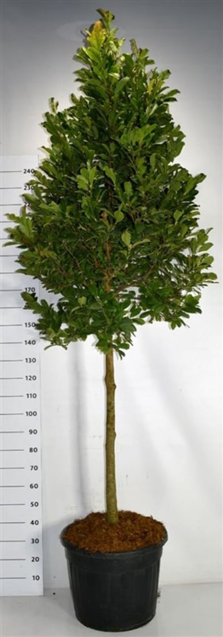 Magnolia loebneri 'Leonard Messel'