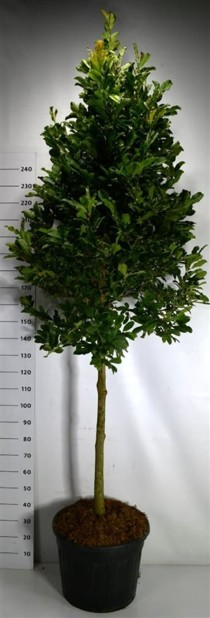 Magnolia loebneri 'Leonard Messel'