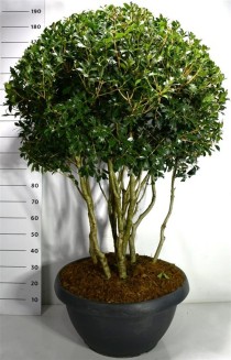 Osmanthus heterophyllus