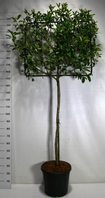 Photinia fraseri Carré Rouge