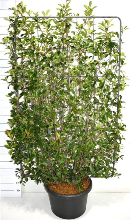 Photinia fraseri 'Red Robin'