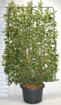 Photinia fraseri 'Red Robin'