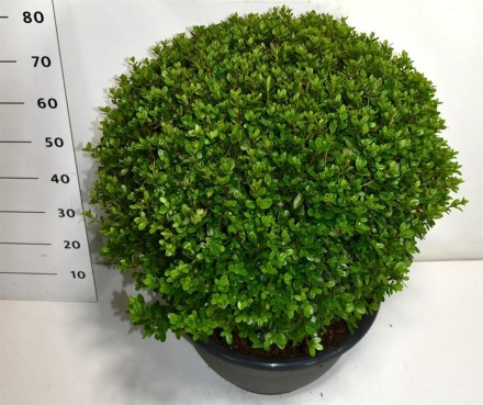 Rhododendron 'Sylvester'