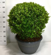 Rhododendron 'Sylvester'