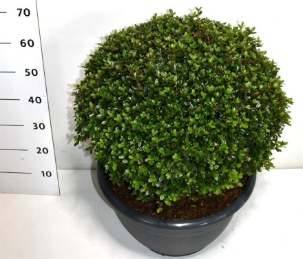 Rhododendron (AJ) 'Amoenum'