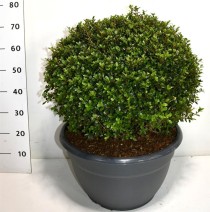 Rhododendron (AJ) 'Amoenum'