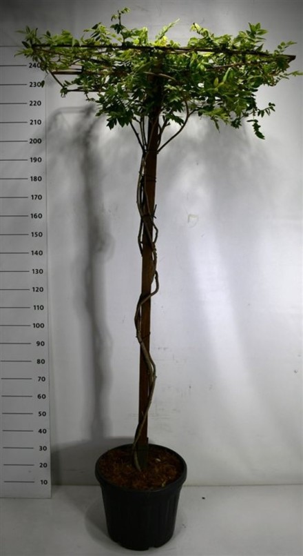 Wisteria brach. 'Yokohama fuji'