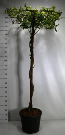 Wisteria brach. 'Yokohama fuji'