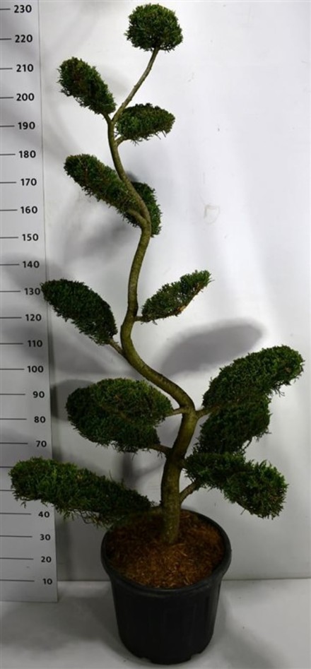 Cupressocyparis l. 'Castlewellan Gold'