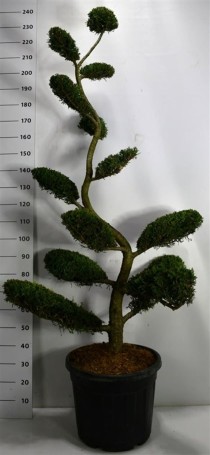 Cupressocyparis l. 'Castlewellan Gold'