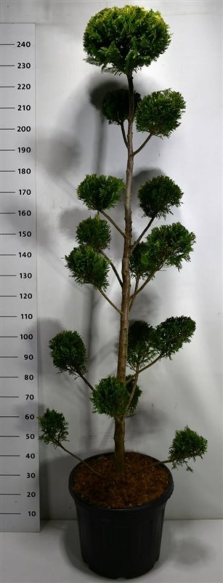 Cupressocyparis l. 'Castlewellan Gold'