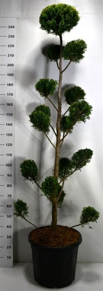 Cupressocyparis l. 'Castlewellan Gold'