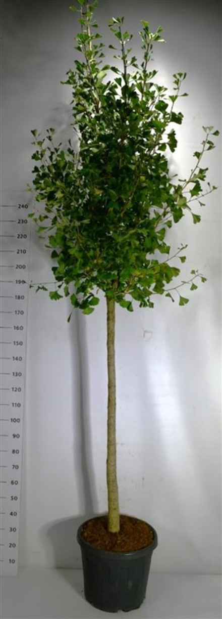 Ginkgo bil. 'Autumn Gold'