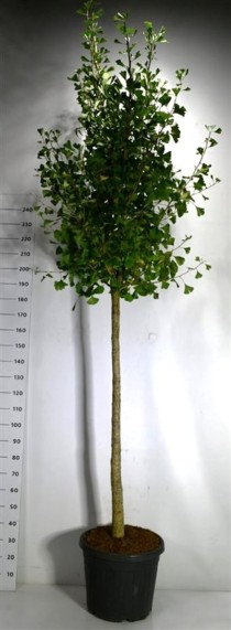 Ginkgo bil. 'Autumn Gold'