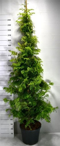 Metasequoia gl. Amber Glow